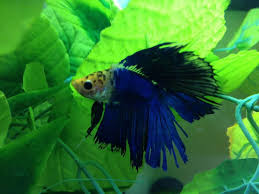 Betta Fish Fin Rot Picture Fish Fin Betta Fish Wallpaper