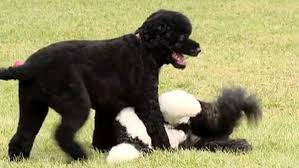 Meet Sunny The Obamas New Puppy Bo Obama Barak And Michelle Obama Obama