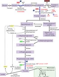 glycolysis what you need to know diagram mcat reddit