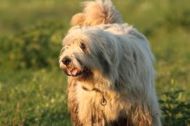 02.03.2021 € 380 name:lolek wurfdatum:2.03.2021 größe: CiobÄƒnesc Romanesc Mioritic Rassebeschreibung Hundemagazin