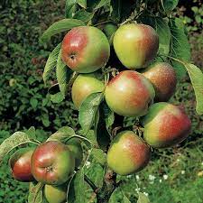 But there was no fruit on the tree and so jesus cursed the tree. 5ft Ballerina Samba Dessert Apple Tree Mm106 Semi Vigorous Rootstock Bare Root Maiden By Frank P Matthews 43 99