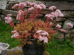 Use them in commercial designs under lifetime, perpetual & worldwide rights. Sedum Album Coral Carpet White Stonecrop World Of Succulents