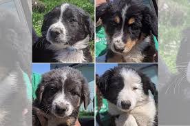 Free puppies and puppies for adoption on here come from world reknown breeders that are looking for homes that would adopt these puppies for free, be sure to scroll through our listings for free puppies. Four Puppies Brought To Border Collie Rescue Of Mn