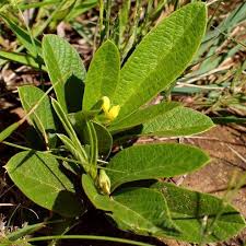 Image result for Eriosema