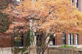 Image result for Amelanchier laevis