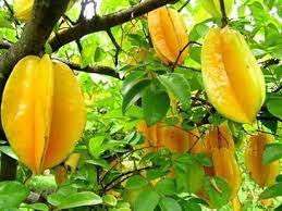9 jenis tanaman buah dalam pot yang cepat panen jeruk hampir semua varietas jeruk, baik itu jeruk nipis, jeruk limau, atau. 10 Jenis Pohon Buah Yang Cocok Ditanam Di Pekarangan