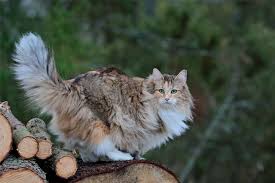 The coon cat and the wegie, as they're affectionately known by cat fanciers, are very similar in personality. Cat Tree Norwegian Forest Cats Petrebels