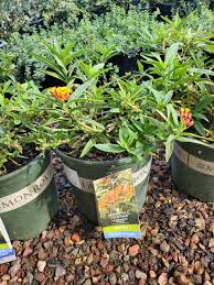 Image result for Asclepias curassavica