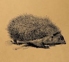 Pin By Anniina On Botanical And Scientific Illustrations Hedgehog Illustration Botanical Illustration Vintage Vintage Illustration