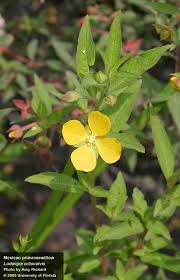 Image result for Ludwigia octovalvis