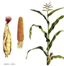 Image result for Zea mays