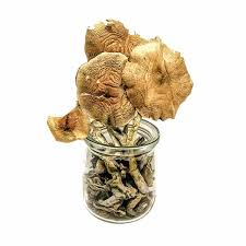 The caps may be conic in young mushrooms and tend to flatten out with maturity. Buy Golden Teacher Magic Mushrooms Online Canada Mungus Shrooms