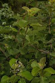 Image result for Ehretia obtusifolia