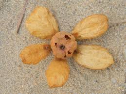 Image result for Monotes dasyanthus