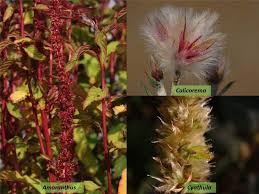 Image result for Hermbstaedtia odorata