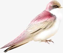 Birds Of A Feather Song Download Birds Wild Animals Wild Animals Birds Birds Clipart Birds Birds Clipart Birds Birds Clipart Animals Animals Wild Pet Birds