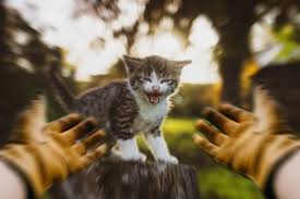 Cats chewing on cords can be a concern, but there are some steps you can take to stop it from happening. 10 Cat Handling Gloves Hacks For Cats