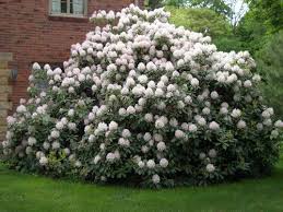 Cunningham White Rhododendron Rhododendron Plant Plants Rhododendron