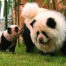 Check spelling or type a new query. Panda Chow Chows Panda Dog Cute Animals Panda Chow Chow