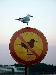 Sign in to your allintitle account and continue your keyword research, serp analysis of competitors, rank tracking. The Bird Sign Turns Rhino Paradox Of The Day Com