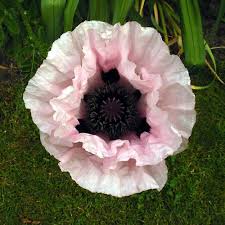 Papaver Orientale Orientalischer Garten Mohn Graue Witwe Mohn Orientalisch Garten