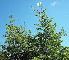 Image result for Capparis citrifolia