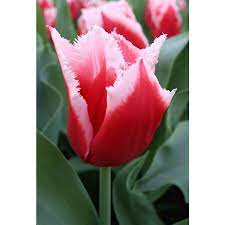 We did not find results for: 10 Pack Canasta Fringed Tulip Bulbs In The Plant Bulbs Department At Lowes Com
