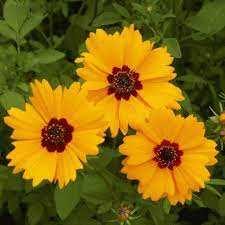 Coreopsis Basalis Golden Wave Tickseed Wildflower Seed