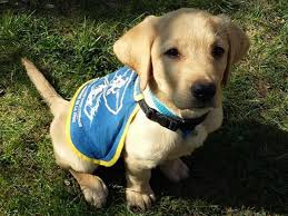 Maybe you would like to learn more about one of these? Un Eleve Chien Guide D Aveugle Se Voit Refuser L Acces Au Tgi De Lyon