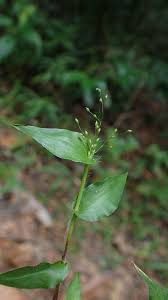 Image result for Panicum brevifolium