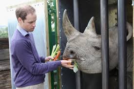 Prince William's anger over plight of endangered black rhino