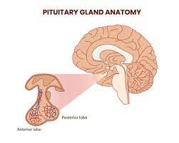 Pin On Limbic System