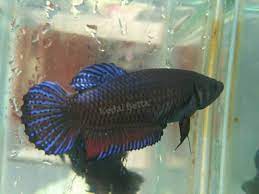 Male betta vs king betta? King Betta Fish Home Facebook