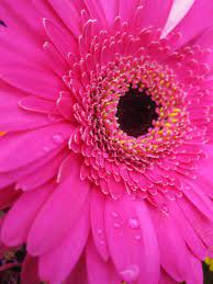 Ar Calgary Marketing Agency Website Design Corporate Branding Pink Gerbera Pink Flowers Gerbera Daisy