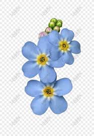Use them in commercial designs under lifetime, perpetual & worldwide rights. Blue Flowers Png Images Picture Free Download Lovepik
