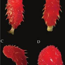 Image result for Imantodes chocoensis