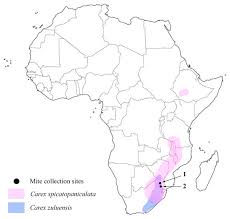 Image result for Carex chlorosaccus