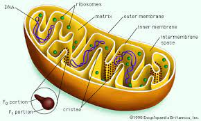 Jun 15, 2021 · mitochondria is the cell organelle and is called the powerhouse of the cell as they carry out the cellular respiration and generate the energy molecules called atp or adenosine triphosphate. 6 Cell Organelles Britannica