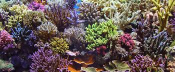 Home to colorful coral, countless species of fish, reef sharks and many others. What S Unique About The Belize Barrier Reef Belize Dive Haven