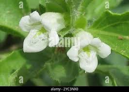 Image result for Asystasia mysorensis