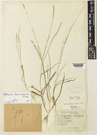 Image result for Loxodera bovonei