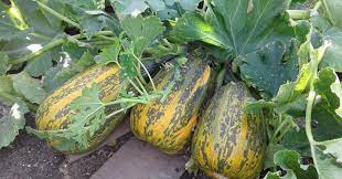 Maybe you would like to learn more about one of these? Zucchini Gardening At Usask College Of Agriculture And Bioresources University Of Saskatchewan