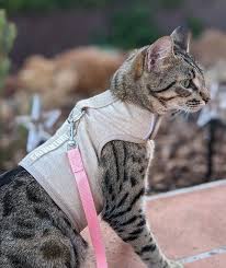 Adventure cat outside in nature using harness as enrichment