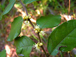 Image result for Chaetocarpus