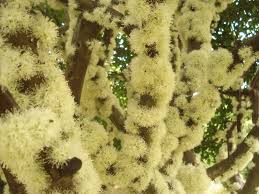 Image result for jabuticabeira em flor