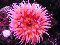 A Kid S Photo Photo Of An Anemone Ocean Plants Sea Anemone Anemone