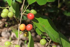 Image result for Drypetes