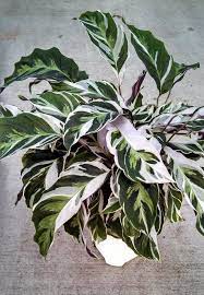 Calathea White Fusion In A 4 Pot Calathea Plant Foliage Plants Variegated Plants