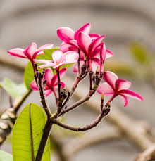 In Costa Rica You Will Find A Tropical Botany Filled With Beautiful Flowers Like This One What Is You Costa Rica Nature Costa Rica Rental Costa Rica Vacation