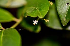 Image result for Cassinopsis tinifolia